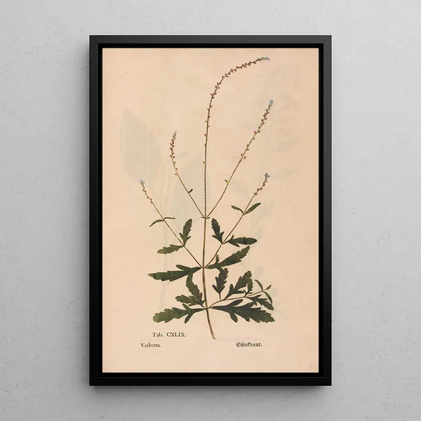 Ectypa vegetabilium Pl149 - Christian Gottlieb Ludwig — inramlat konstverk på väggen