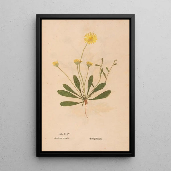 Ectypa vegetabilium Pl154 - Christian Gottlieb Ludwig — inramlat konstverk på väggen