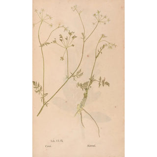 Christian Gottlieb Ludwig - Ectypa vegetabilium Pl156.webp