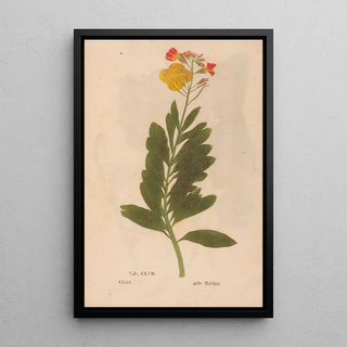 Christian Gottlieb Ludwig - Ectypa vegetabilium Pl157.webp