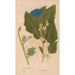 Ectypa vegetabilium Pl158 - Christian Gottlieb Ludwig — vy av konstverket