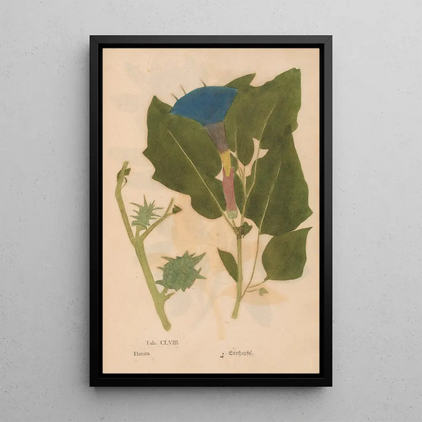Ectypa vegetabilium Pl158 - Christian Gottlieb Ludwig — inramlat konstverk på väggen