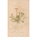 Ectypa vegetabilium Pl163 - Christian Gottlieb Ludwig — vy av konstverket