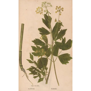 Christian Gottlieb Ludwig - Ectypa vegetabilium Pl164.webp