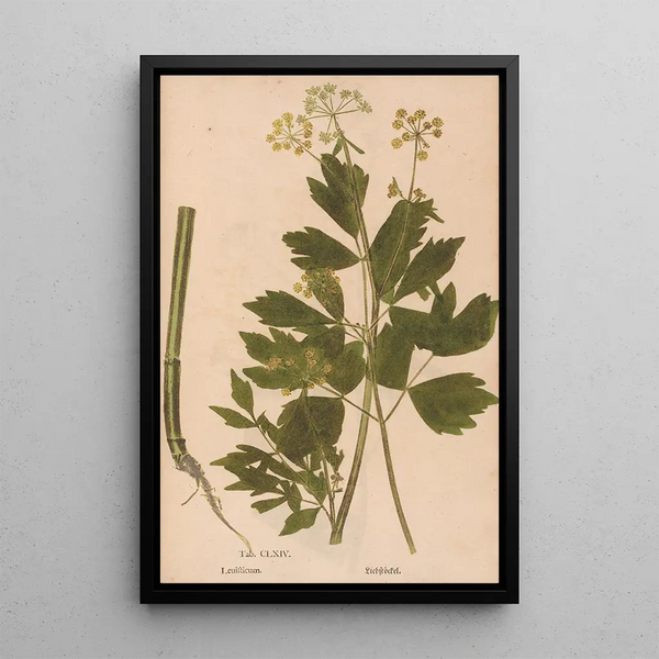 Ectypa vegetabilium Pl164 - Christian Gottlieb Ludwig — inramlat konstverk på väggen