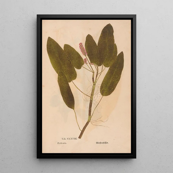 Ectypa vegetabilium Pl168 - Christian Gottlieb Ludwig — inramlat konstverk på väggen