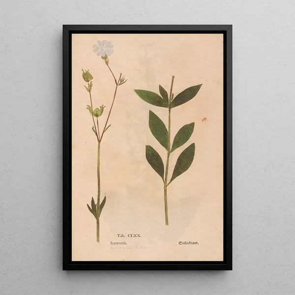 Ectypa vegetabilium Pl170 - Christian Gottlieb Ludwig — inramlat konstverk på väggen