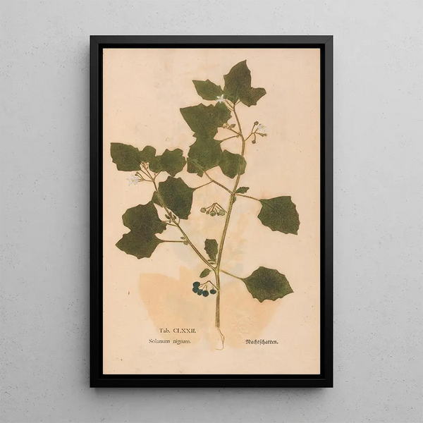 Ectypa vegetabilium Pl172 - Christian Gottlieb Ludwig — inramlat konstverk på väggen