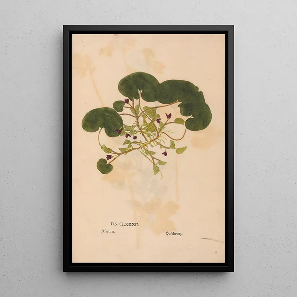 Reproduktion av målningen Ectypa vegetabilium Pl182 - Christian Gottlieb Ludwig