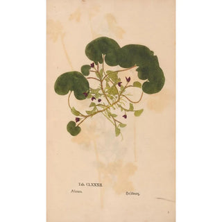 Christian Gottlieb Ludwig - Ectypa vegetabilium Pl182.webp