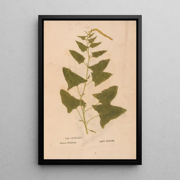 Reproduktion av målningen Ectypa vegetabilium Pl185 - Christian Gottlieb Ludwig