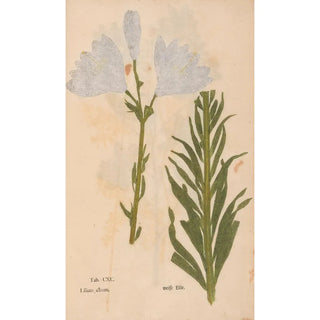 Christian Gottlieb Ludwig - Ectypa vegetabilium Pl190.webp