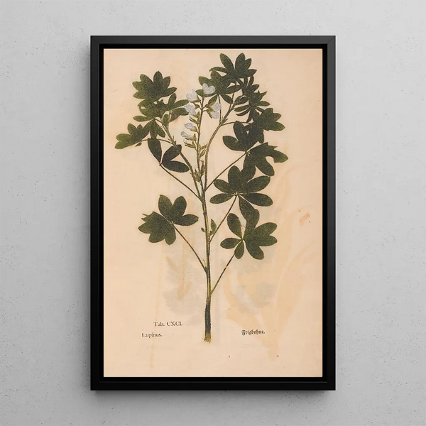 Reproduktion av målningen Ectypa vegetabilium Pl191 - Christian Gottlieb Ludwig