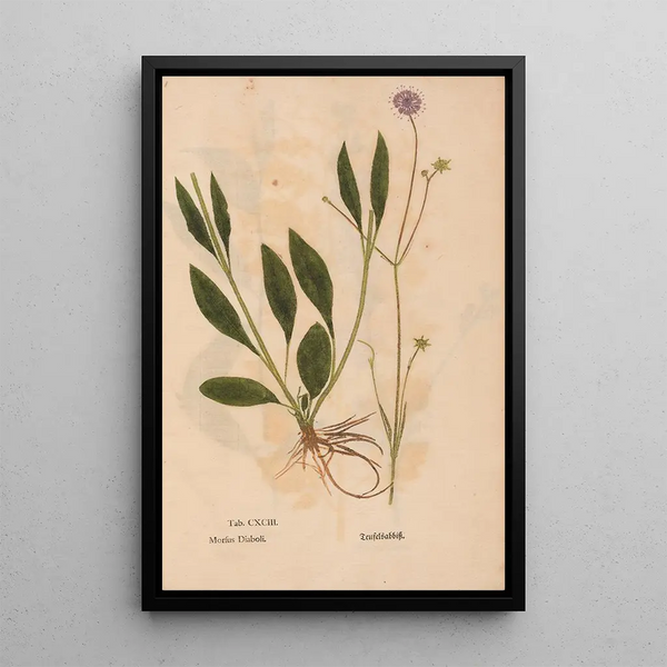 Reproduktion av målningen Ectypa vegetabilium Pl193 - Christian Gottlieb Ludwig