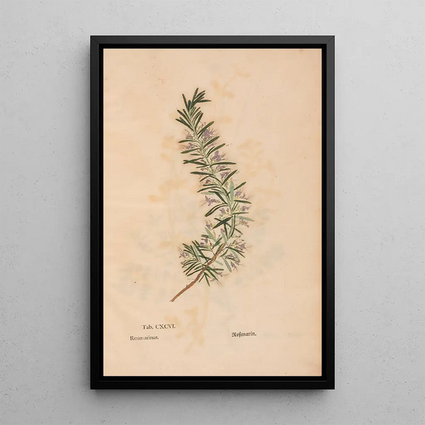 Reproduktion av målningen Ectypa vegetabilium Pl196 - Christian Gottlieb Ludwig