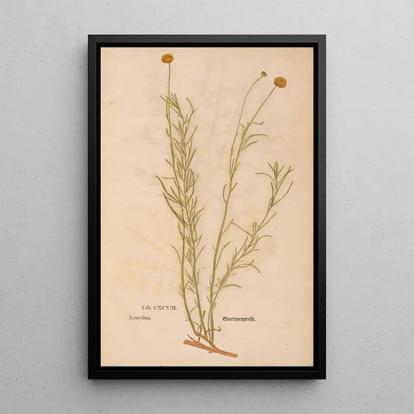 Reproduktion av målningen Ectypa vegetabilium Pl198 - Christian Gottlieb Ludwig