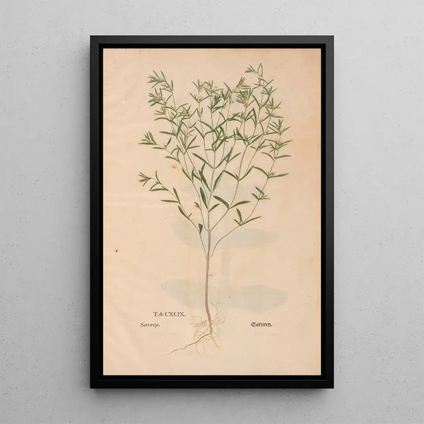 Ectypa vegetabilium Pl199 - Christian Gottlieb Ludwig — inramlat konstverk på väggen