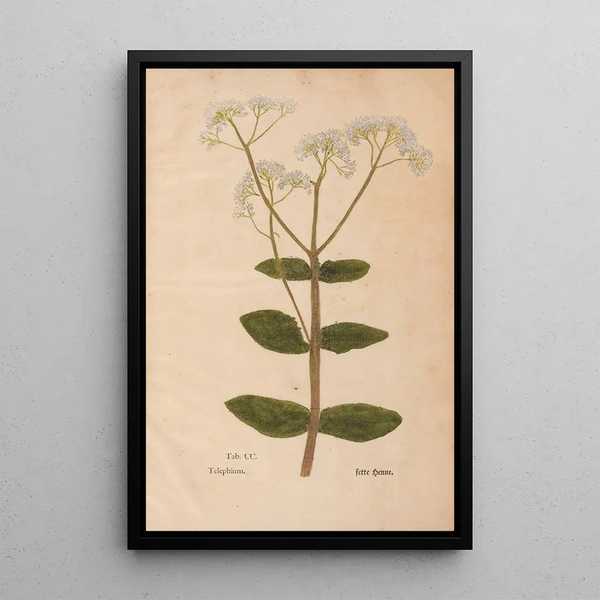 Ectypa vegetabilium Pl200 - Christian Gottlieb Ludwig — inramlat konstverk på väggen