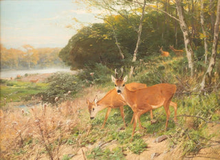 Christian Krner - Red deer on a forest clearing.webp