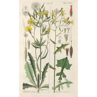 Christian Schkuhr - Botanisches Handbuch Pl06.webp
