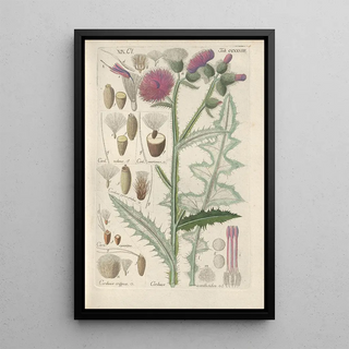 Christian Schkuhr - Botanisches Handbuch Pl16.webp