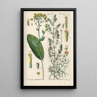 Christian Schkuhr - Botanisches Handbuch Pl28.webp