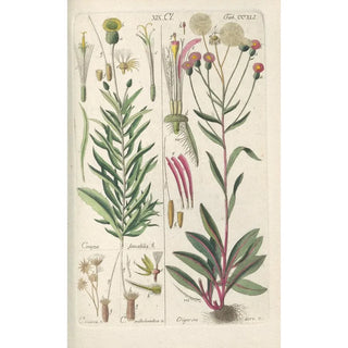 Christian Schkuhr - Botanisches Handbuch Pl29.webp