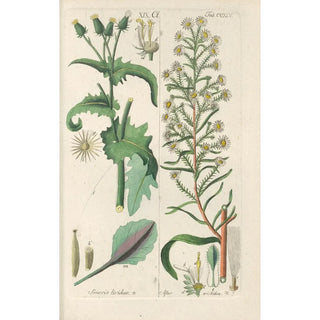 Christian Schkuhr - Botanisches Handbuch Pl33.webp
