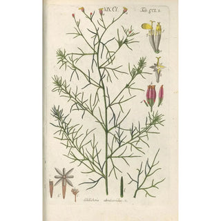 Christian Schkuhr - Botanisches Handbuch Pl40.webp