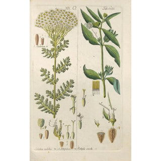 Christian Schkuhr - Botanisches Handbuch Pl47.webp