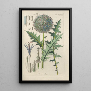 Christian Schkuhr - Botanisches Handbuch Pl62.webp
