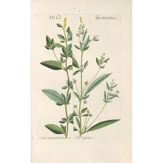 Christian Schkuhr - Botanisches Handbuch Pl81.webp
