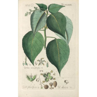 Christian Schkuhr - Botanisches Handbuch Pl84.webp