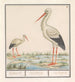 Cigogne Ciconia ciconia - Anselmus Botius de Boodt — vy av konstverket