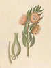 Asclepias grandiflora Pachycarpus grandiflorus - Clemenz Heinrich Wehdemann — vy av konstverket