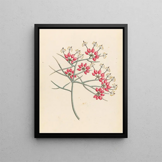 Clemenz Heinrich Wehdemann - Cleome juncea Cadaba aphylla.webp