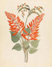 Erythrina Nov Espèce Erythrina humeana - Clemenz Heinrich Wehdemann — vy av konstverket