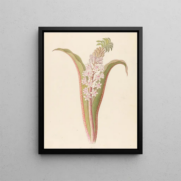 Eucomis punctata Eucomis autumnalis - Clemenz Heinrich Wehdemann — inramlat konstverk på väggen