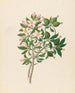 Gardenia Nov Sp Hyperacanthus amoenus - Clemenz Heinrich Wehdemann — vy av konstverket