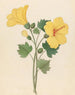 Hibiscus Hibiscus calyphyllus - Clemenz Heinrich Wehdemann — vy av konstverket