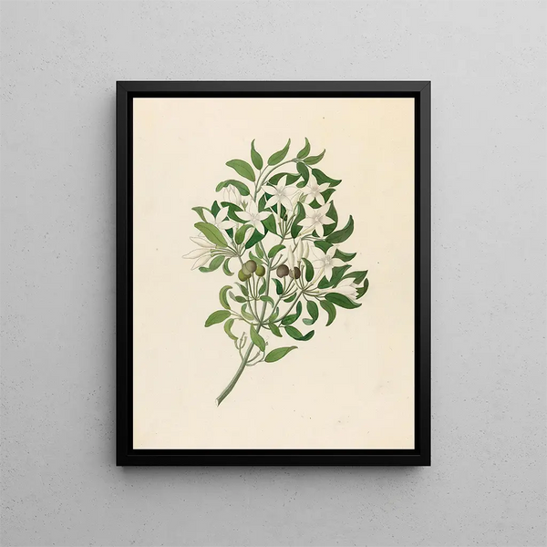 Jasminum angulare - Clemenz Heinrich Wehdemann — inramlat konstverk på väggen