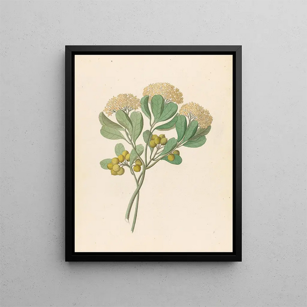 Pentandria Mon Pittosporum viridiflorum - Clemenz Heinrich Wehdemann — inramlat konstverk på väggen