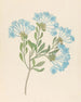 Plumbago capensis Plumbago auriculata - Clemenz Heinrich Wehdemann — vy av konstverket