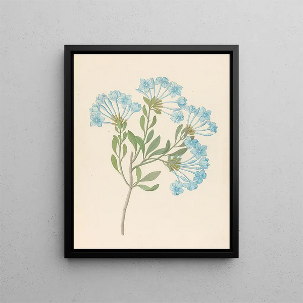 Plumbago capensis Plumbago auriculata - Clemenz Heinrich Wehdemann — inramlat konstverk på väggen