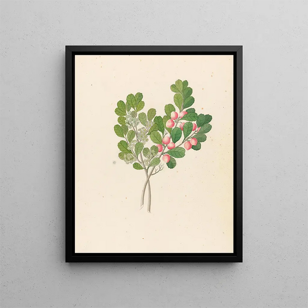 Rhamnus Cassine aethiopica Mystroxylon aethiopicum - Clemenz Heinrich Wehdemann — inramlat konstverk på väggen
