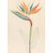 Strelitzia reginae - Clemenz Heinrich Wehdemann — vy av konstverket