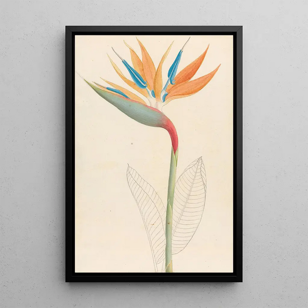 Strelitzia reginae - Clemenz Heinrich Wehdemann — inramlat konstverk på väggen