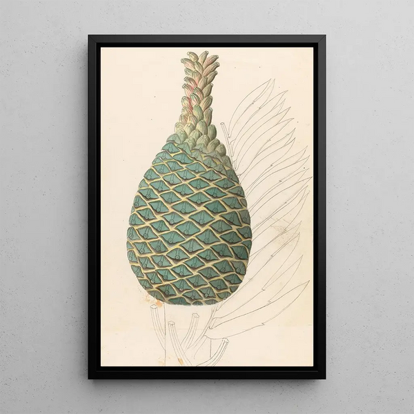 Reproduktion av målningen Zamia caffra Encephalartos altensteinii hona - Clemenz Heinrich Wehdemann