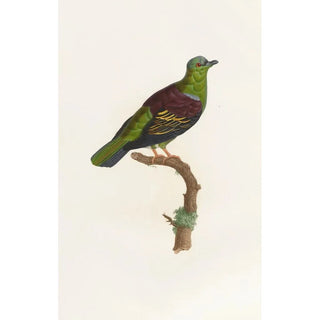 Coenraad Jacob Temminck - Les pigeons Pl05.webp