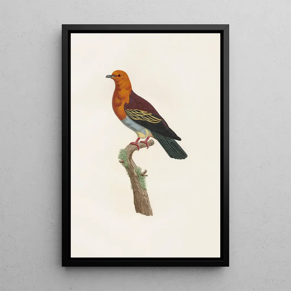 Reproduktion av målningen Les pigeons Pl06 - Coenraad Jacob Temminck